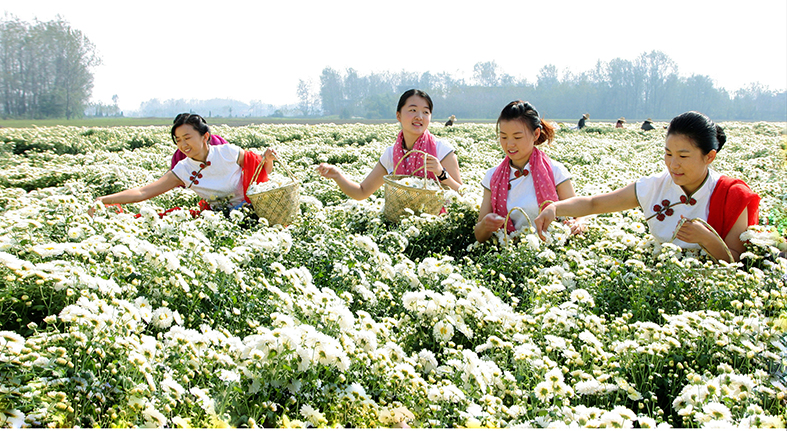 蔣場(chǎng)菊花.jpg