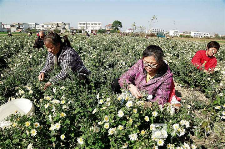 菊花綻放 “美麗經濟”